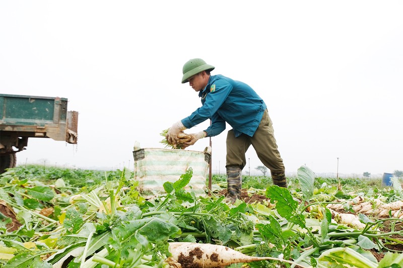 Nông sản khắp nơi kêu gọi giải cứu - 1