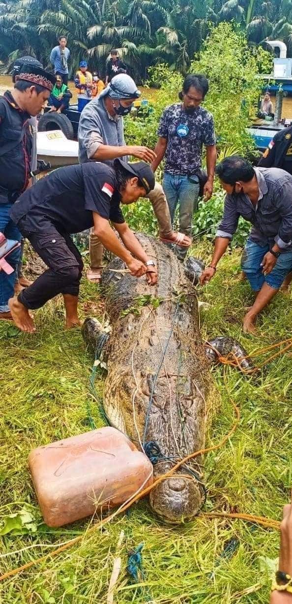 Indonesia: Mổ bụng cá sấu khổng lồ 8m, thấy cảnh tượng đau lòng - 1