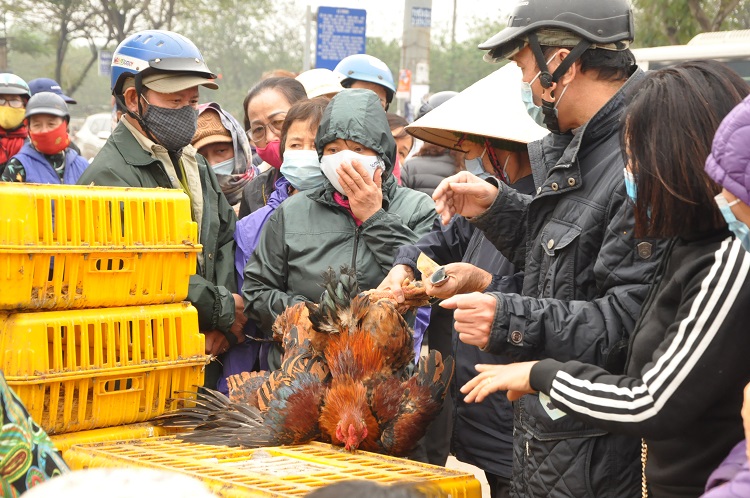 Nóng tuần qua: Người dân Hà Nội xếp hàng 2 tiếng mua gà giải cứu - 1