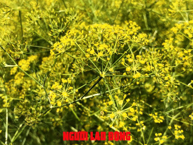 Ngỡ ngàng những cánh đồng hoa thì là tuyệt đẹp ở Bạc Liêu - 4