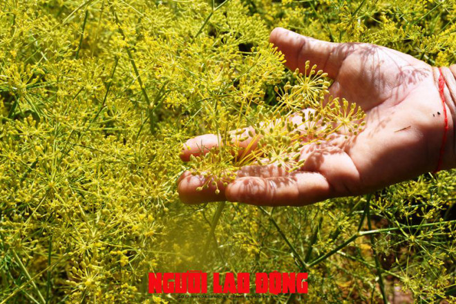 Ngỡ ngàng những cánh đồng hoa thì là tuyệt đẹp ở Bạc Liêu - 8