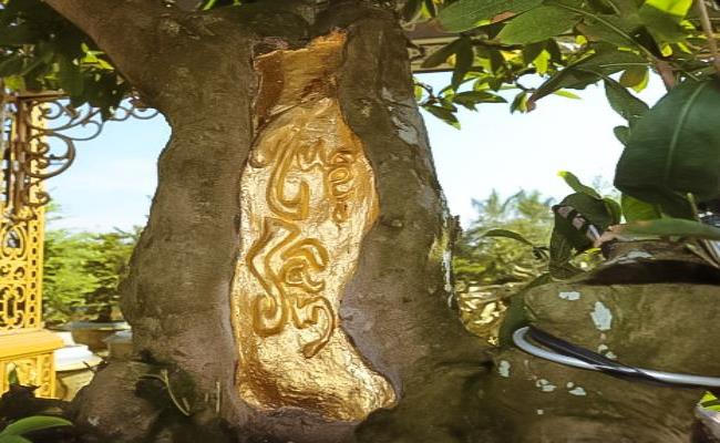 Phần thân cây được vẽ chữ “Tuệ Sâm” dưới dạng thư pháp và dát 9 chỉ vàng. Cây mai này được trưng bày tại Câu lạc bộ mai vàng Sa Đéc và được hỏi mua với giá 1,8 tỉ đồng. Tuy nhiên, chủ sở hữu của cây mai không bán mà chỉ để cây cho du khách chiêm ngưỡng.
