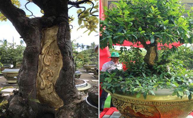  Cây mai này có tên gọi là “Tuệ Sâm”, thuộc sở hữu của ông Vũ Đức Đông ở Đồng Tháp. Siêu cây thuộc giống mai vàng cổ, có tuổi đời trên 100 năm.
