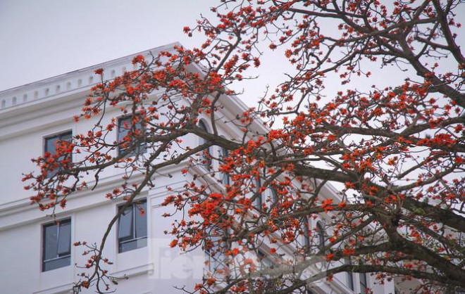 Hoa gạo nở đỏ rực góc phố Tràng Tiền - 2