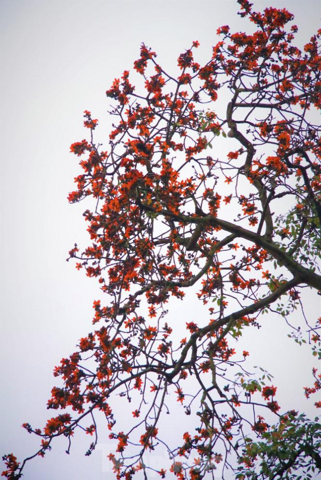 Hoa gạo nở đỏ rực góc phố Tràng Tiền - 7