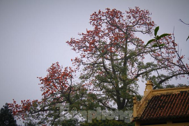 Hoa gạo nở đỏ rực góc phố Tràng Tiền - 5