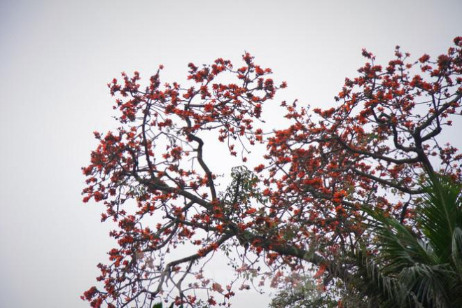 Hoa gạo nở đỏ rực góc phố Tràng Tiền - 6