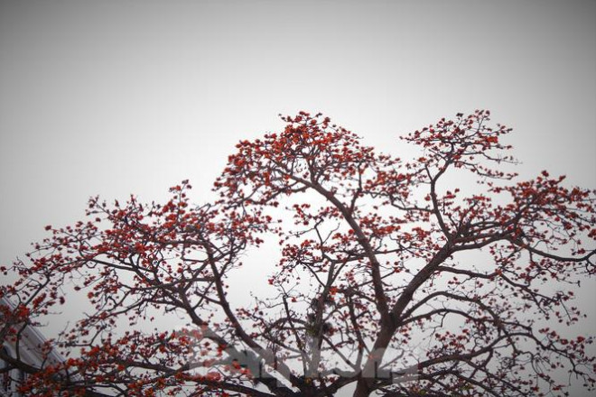 Hoa gạo nở đỏ rực góc phố Tràng Tiền - 3