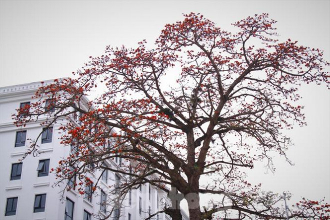 Hoa gạo nở đỏ rực góc phố Tràng Tiền - 4