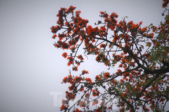 Hoa gạo nở đỏ rực góc phố Tràng Tiền - 8