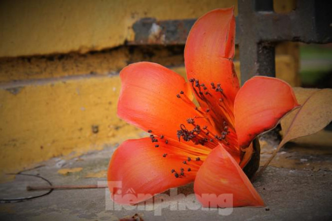 Hoa gạo nở đỏ rực góc phố Tràng Tiền - 9