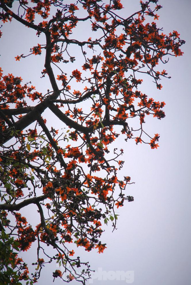 Hoa gạo nở đỏ rực góc phố Tràng Tiền - 10