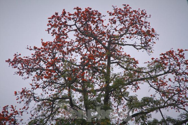 Hoa gạo nở đỏ rực góc phố Tràng Tiền - 11