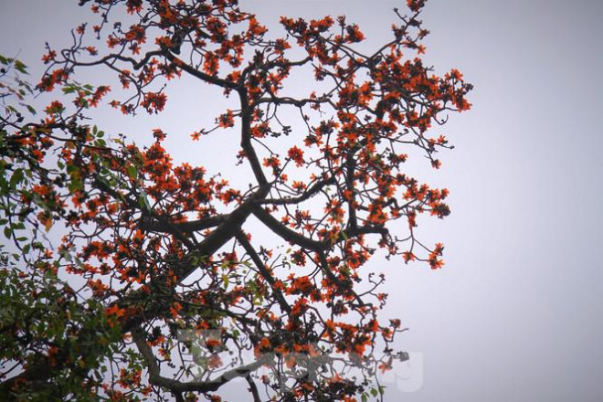 Hoa gạo nở đỏ rực góc phố Tràng Tiền - 13