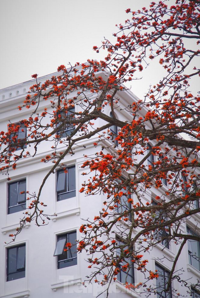 Hoa gạo nở đỏ rực góc phố Tràng Tiền - 15