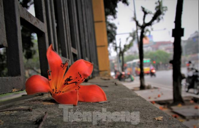 Hoa gạo nở đỏ rực góc phố Tràng Tiền - 14