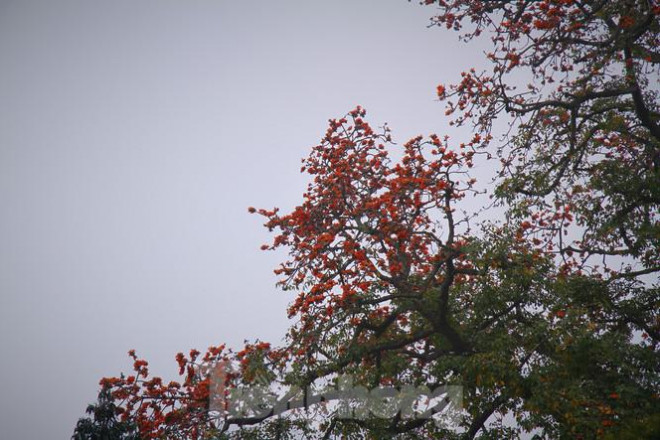 Hoa gạo nở đỏ rực góc phố Tràng Tiền - 12