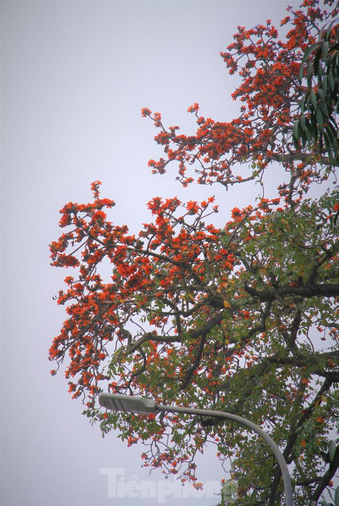 Hoa gạo nở đỏ rực góc phố Tràng Tiền - 16