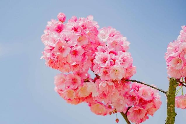 Tháng 3, lên Sa Pa ngắm anh đào Nhật Bản đẹp tựa chốn Phù Tang - 2