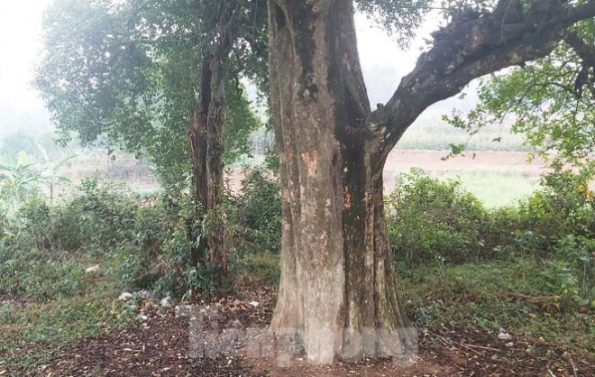 Ngắm rặng duối cổ hơn ngàn năm tuổi tương truyền để buộc voi, ngựa chiến của vua Ngô Quyền - 2