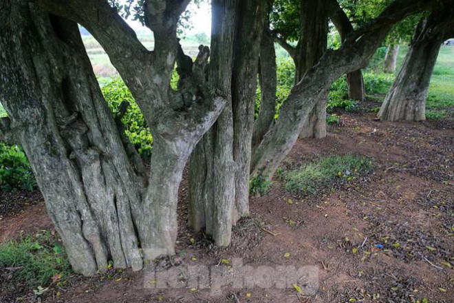 Ngắm rặng duối cổ hơn ngàn năm tuổi tương truyền để buộc voi, ngựa chiến của vua Ngô Quyền - 3