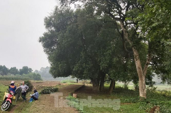 Ngắm rặng duối cổ hơn ngàn năm tuổi tương truyền để buộc voi, ngựa chiến của vua Ngô Quyền - 7