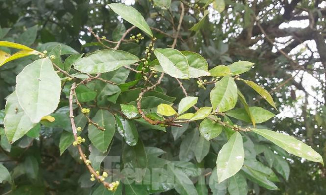 Ngắm rặng duối cổ hơn ngàn năm tuổi tương truyền để buộc voi, ngựa chiến của vua Ngô Quyền - 5