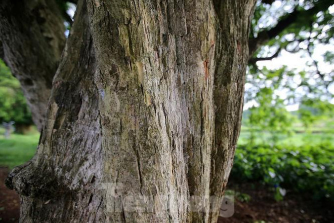 Ngắm rặng duối cổ hơn ngàn năm tuổi tương truyền để buộc voi, ngựa chiến của vua Ngô Quyền - 4