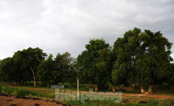 Ngắm rặng duối cổ hơn ngàn năm tuổi tương truyền để buộc voi, ngựa chiến của vua Ngô Quyền - 9