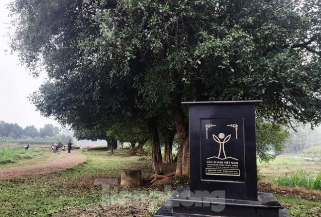 Ngắm rặng duối cổ hơn ngàn năm tuổi tương truyền để buộc voi, ngựa chiến của vua Ngô Quyền - 11