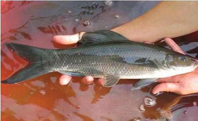 Cá dầm xanh là một loài cá thuộc họ cá chép xuất hiện nhiều tại các sông ngòi ở các tỉnh miền núi phía Bắc và rải rác tại khu vực Bắc Trung Bộ và di cư theo mùa. Đặc biệt, cá có ruột rất dài, gấp 10 lần chiều dài của thân.
