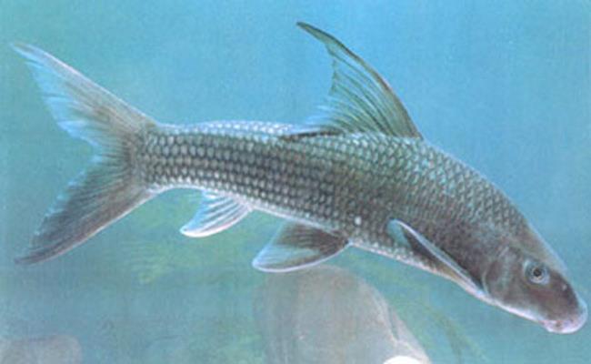Cá có miệng dày, phần vảy bắt mắt với lớp óng ánh màu ửng xanh. Thức ăn của cá Dầm Xanh là mùn bã hữu cơ, các loại tảo và động vật không xương sống cỡ nhỏ ở đáy sông.
