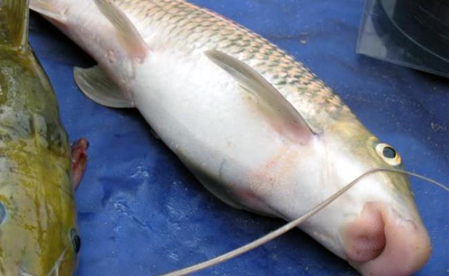 Hiện nay, cá Anh Vũ trong tự nhiên rất hiếm, một con cá đánh bắt tự nhiên có thể được trả giá lên tới cả chục triệu đồng/kg. Hiện nay, loài cá này đã được nuôi thành công ở Việt Nam. 
