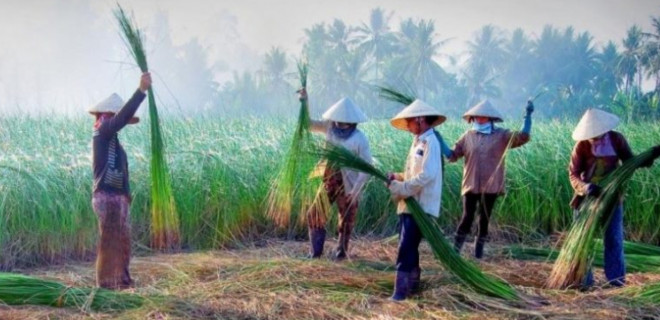 Ngỡ ngàng làng chiếu trăm năm được UNESCO vinh danh - 1