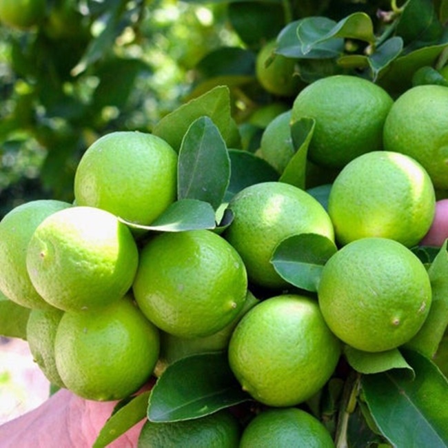 Cây chanh tứ quý còn được gọi với tên khác là chanh tứ thời, chanh 4 mùa, là loại cây họ bưởi có nguồn gốc từ  Châu Mỹ.
