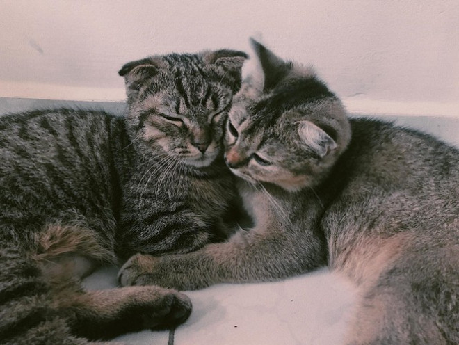 TP.HCM: Những tiệm cà phê vintage chất lừ dành cho hội mê thú cưng - 7