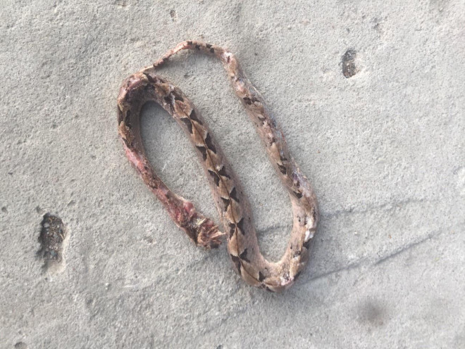 Đi cắt lá sả trên núi, 2 người bị rắn chàm quạp cắn nguy kịch - 5