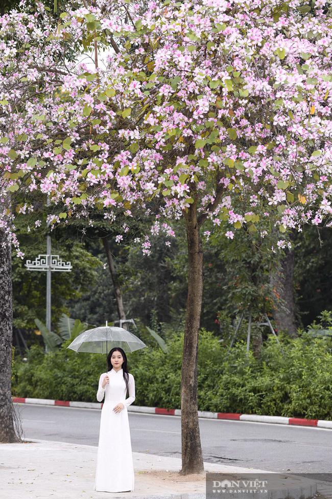Hà Nội: Hoa ban nở rộ, giới trẻ đua nhau "khoe sắc" trên phố Bắc Sơn, Hoàng Diệu - 4
