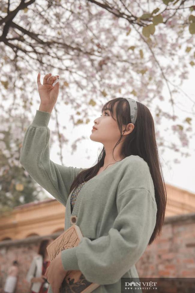 Hà Nội: Hoa ban nở rộ, giới trẻ đua nhau "khoe sắc" trên phố Bắc Sơn, Hoàng Diệu - 10