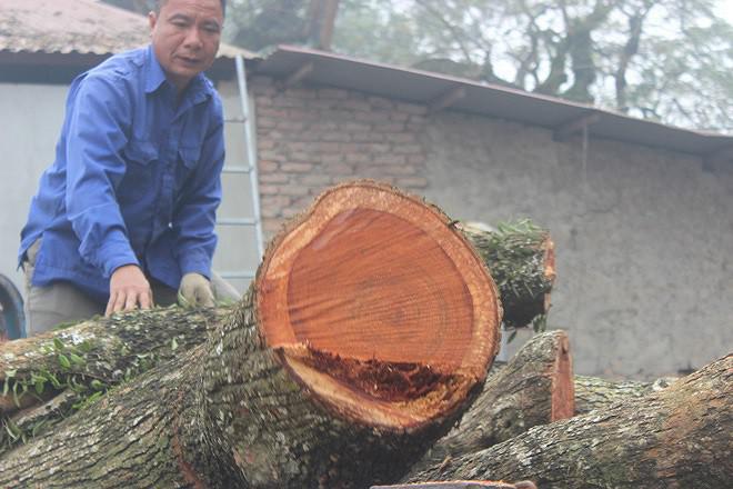 Lô gỗ sưa từng định giá &#39;trăm tỷ&#39; giảm bao nhiêu sau 4 phiên đấu giá không thành? - 1