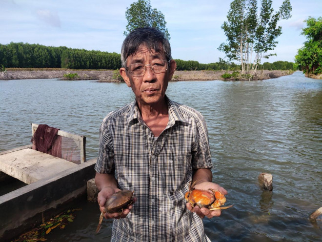 Sau khi có giá 1 triệu đồng/kg, cua biển ngon nhất miền Tây chết bất thường - 3