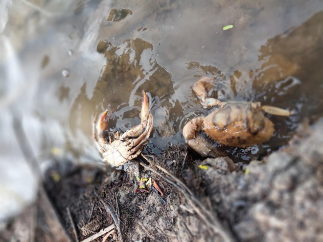 Sau khi có giá 1 triệu đồng/kg, cua biển ngon nhất miền Tây chết bất thường - 5