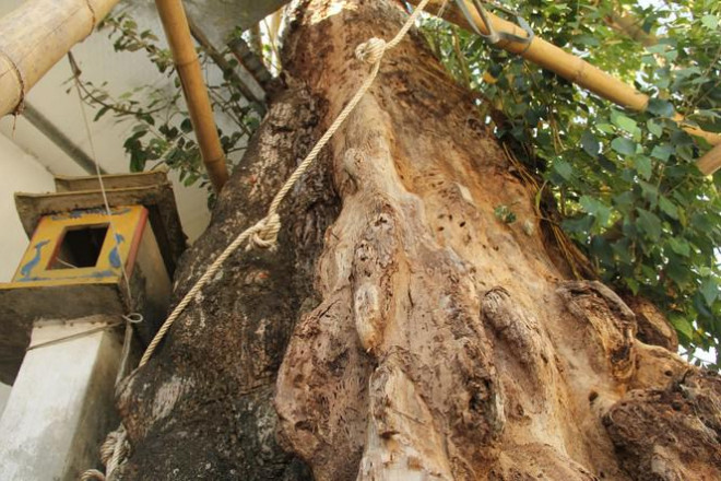 Cả làng góp tiền cứu 'cụ gạo' hơn 200 tuổi ở xứ Nghệ - 2