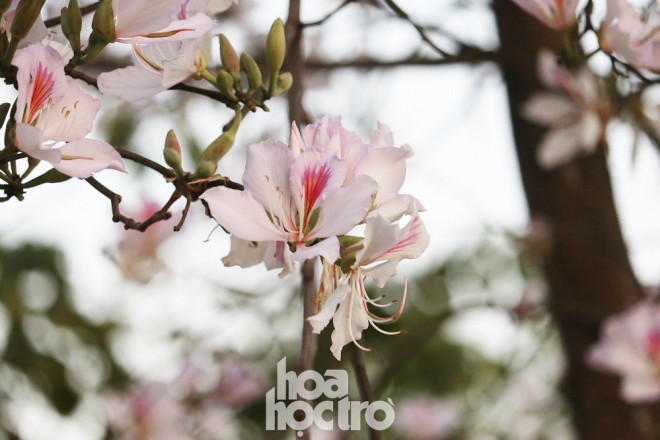 Xuân này ghé Điện Biên: Sắc ban trắng vẽ nên một “nàng thơ” Tây Bắc mộng mơ - 7