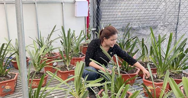 Cô chủ vườn lan Hằng Nguyễn và câu chuyện vượt khó với hoa lan