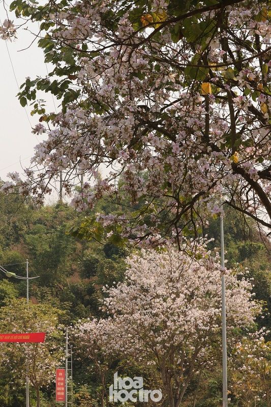 Xuân này ghé Điện Biên: Sắc ban trắng vẽ nên một “nàng thơ” Tây Bắc mộng mơ - 1