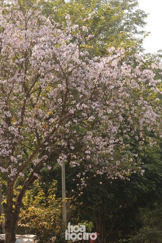 Xuân này ghé Điện Biên: Sắc ban trắng vẽ nên một “nàng thơ” Tây Bắc mộng mơ - 2