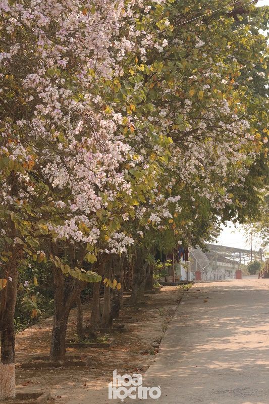 Xuân này ghé Điện Biên: Sắc ban trắng vẽ nên một “nàng thơ” Tây Bắc mộng mơ - 3