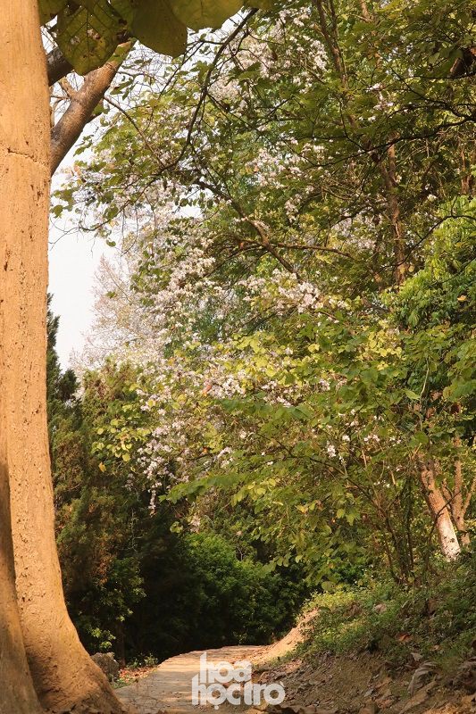 Xuân này ghé Điện Biên: Sắc ban trắng vẽ nên một “nàng thơ” Tây Bắc mộng mơ - 4