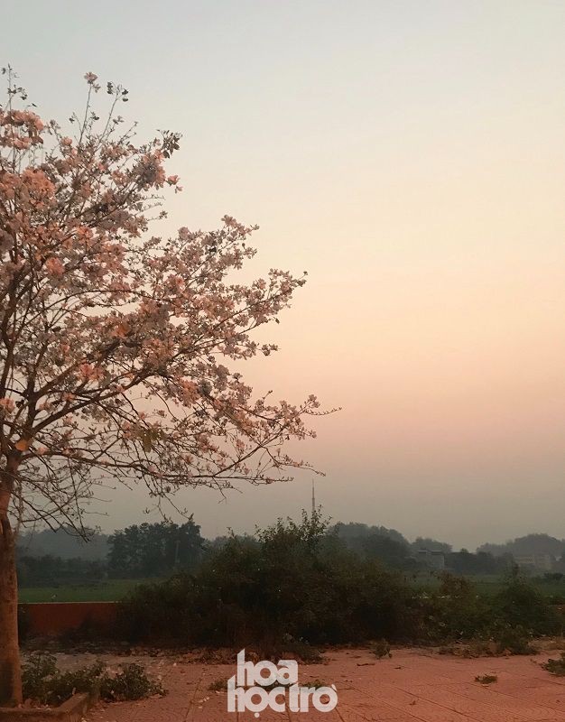 Xuân này ghé Điện Biên: Sắc ban trắng vẽ nên một “nàng thơ” Tây Bắc mộng mơ - 5